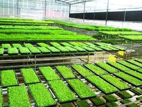 水稻育秧設(shè)備有幾種用法？